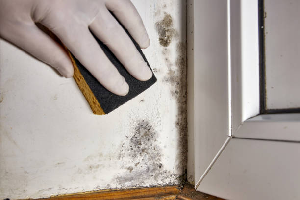 Best HVAC Mold Inspection and Cleaning  in , NH